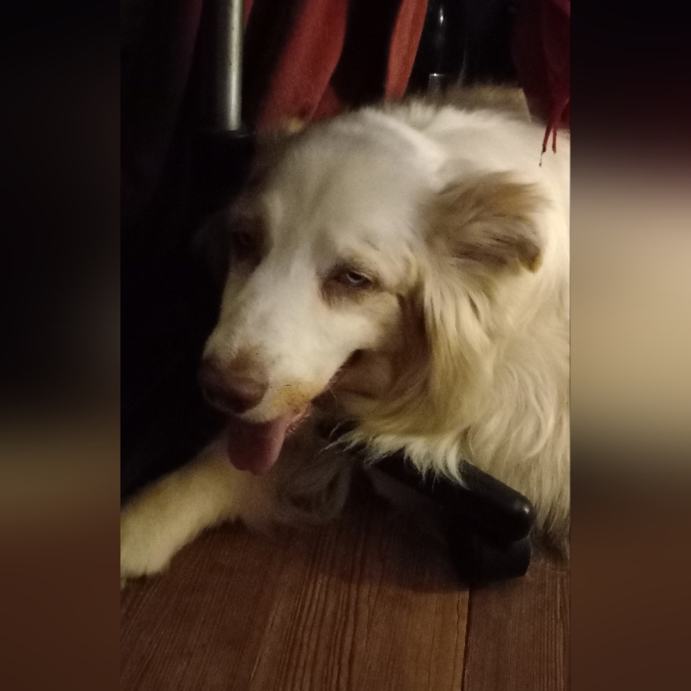 Please help Cosmo, aka "Big Happy" my red Merle aussie has cancer 😭🥺 - Picture 3 of 17